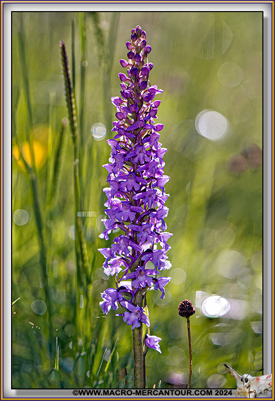 Orchis moucheron